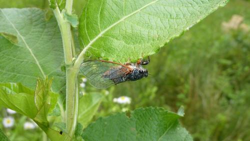 Cicadetta montana